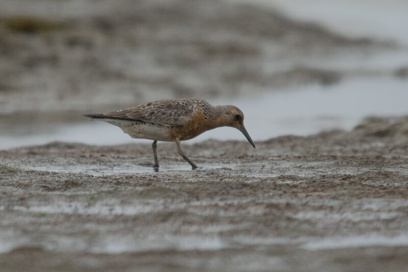 Red Knot