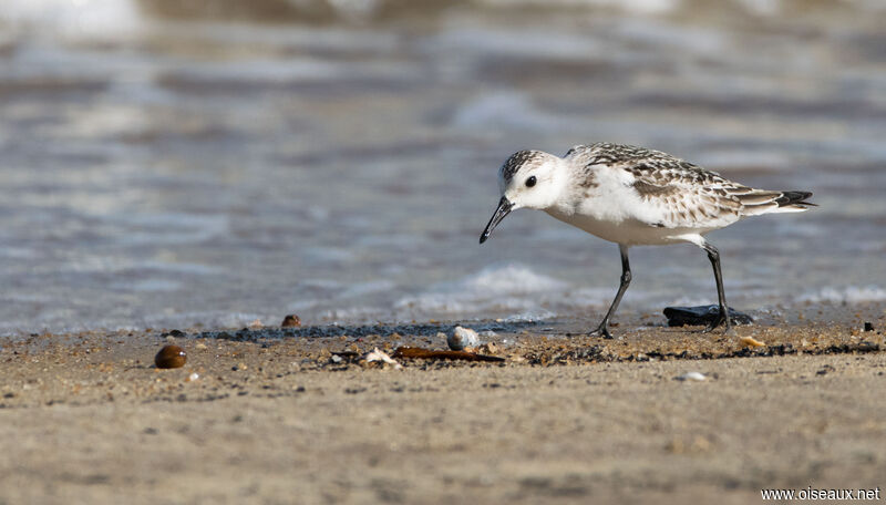 Sanderling