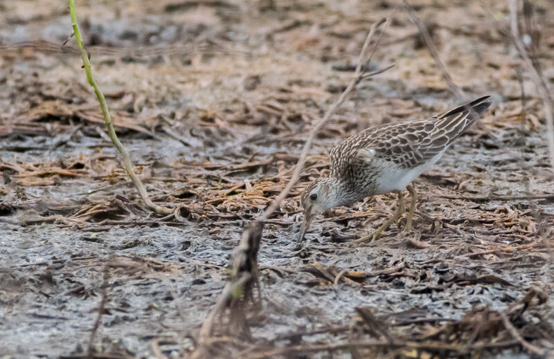 Pectoral Sandpiper