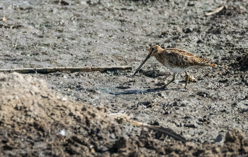 African Snipe