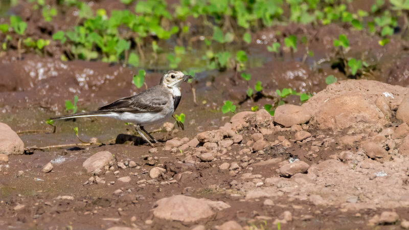 White Wagtail