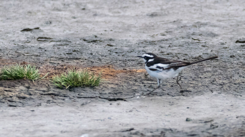 African Pied Wagtail