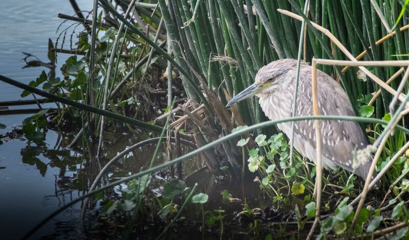 Black-crowned Night Heron