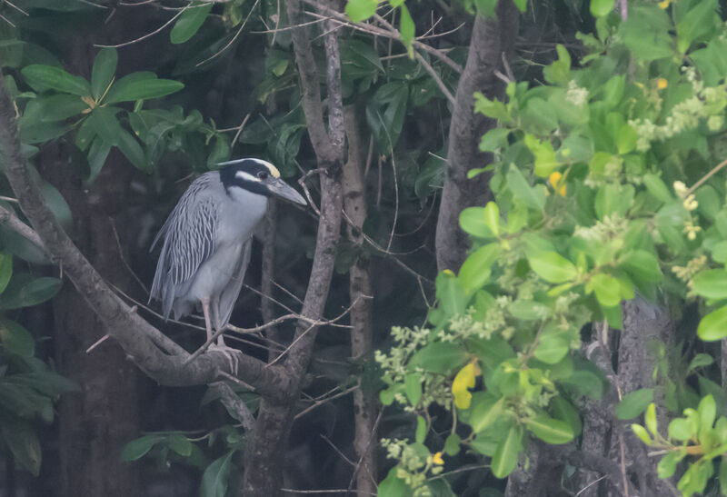 Yellow-crowned Night Heron