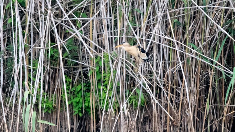 Little Bittern