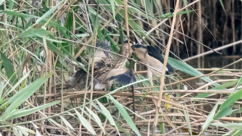 Little Bittern