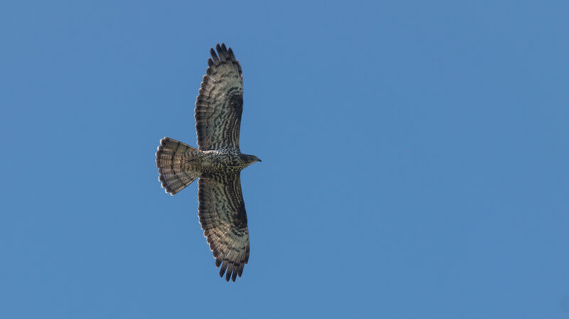 European Honey Buzzard