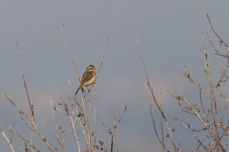 Common Reed Bunting