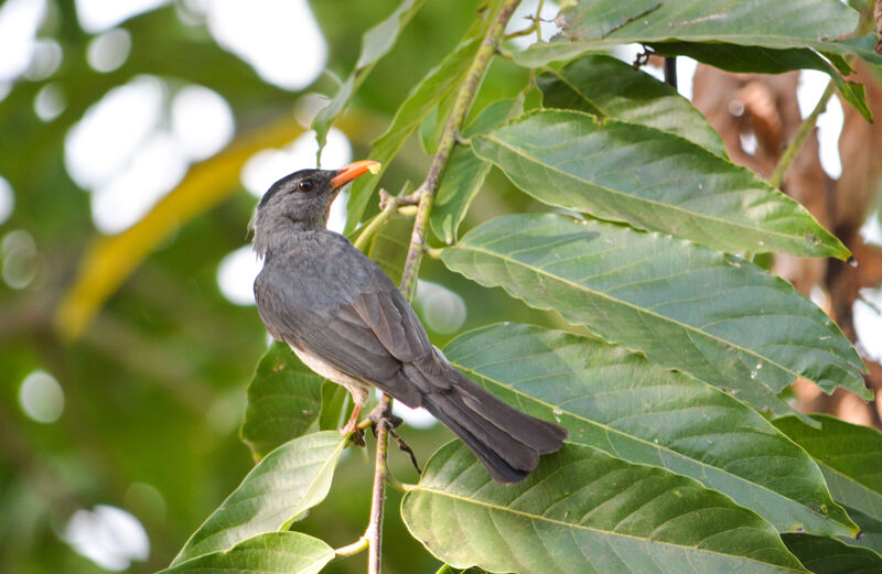 Malagasy Bulbul