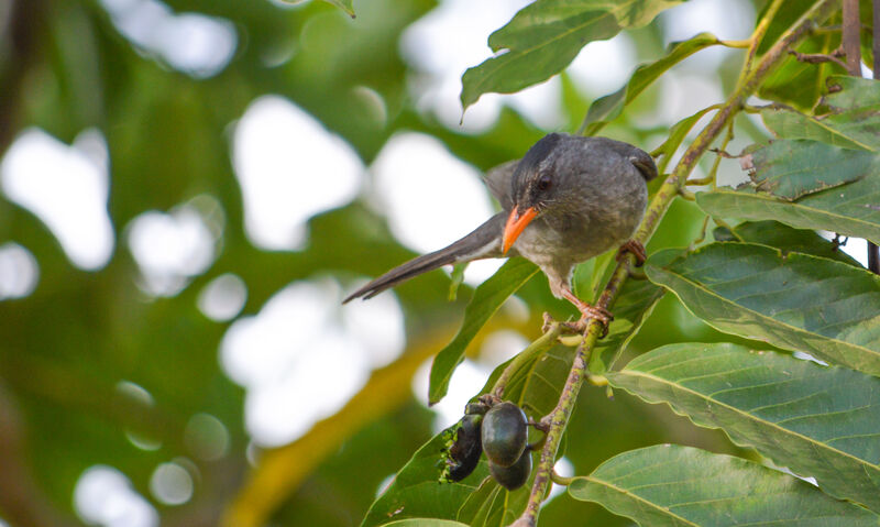 Malagasy Bulbul