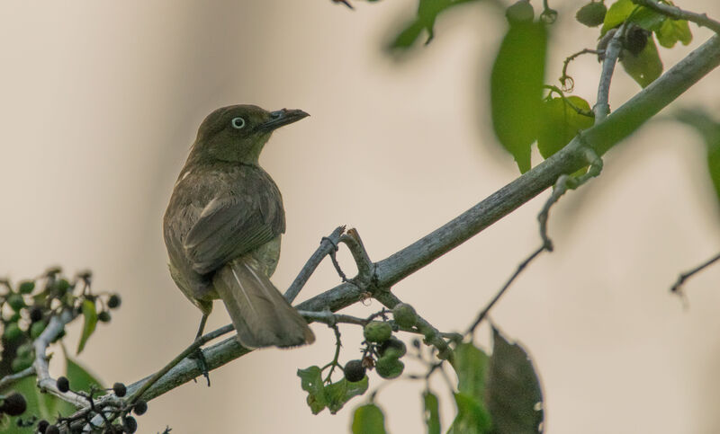 Sombre Greenbul