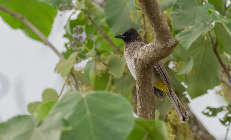 Bulbul tricolore