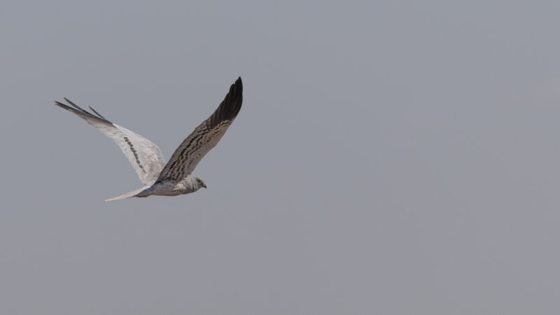 Montagu's Harrier