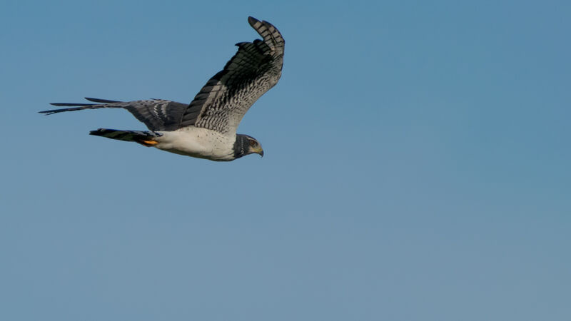 Long-winged Harrier