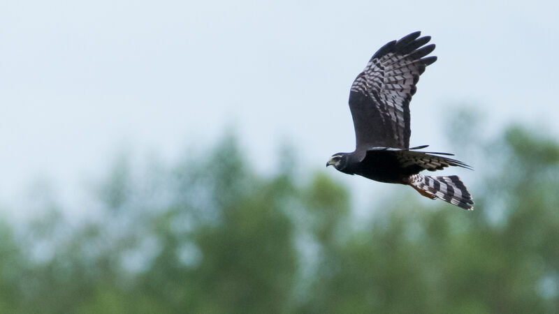 Long-winged Harrier