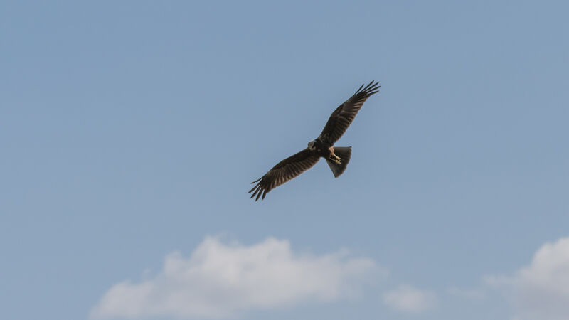 Western Marsh Harrierjuvenile