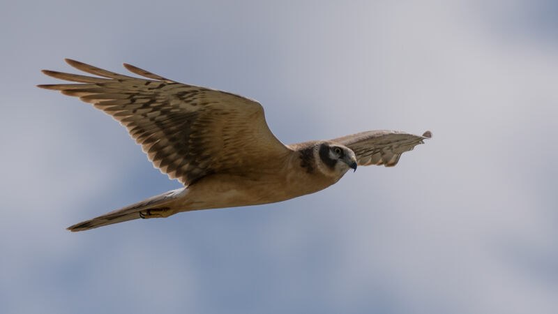 Pallid Harrierjuvenile