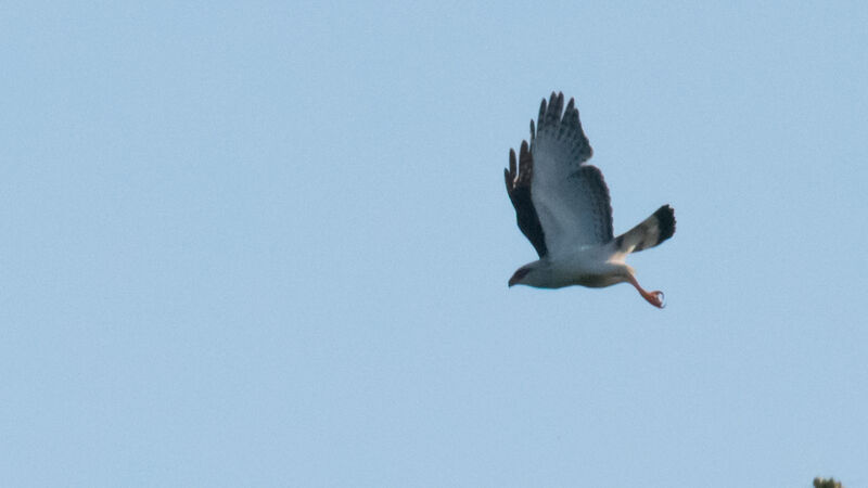 Black-faced Hawk