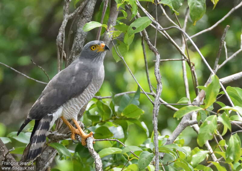 Roadside Hawkadult, identification