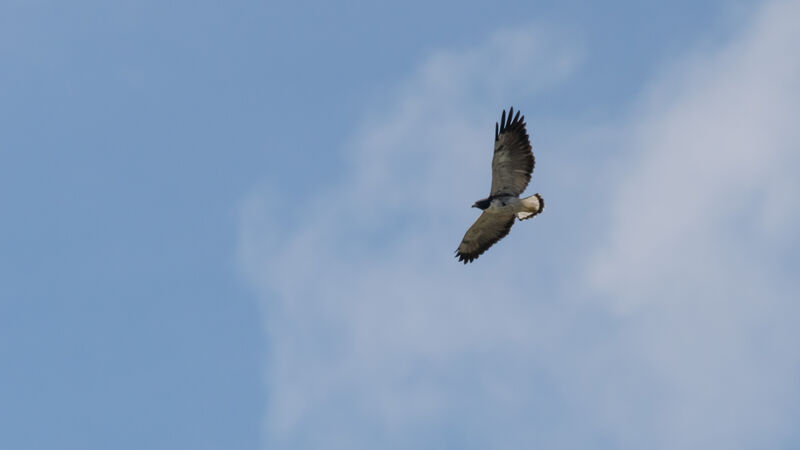 White-tailed Hawk