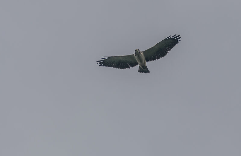 Short-tailed Hawk