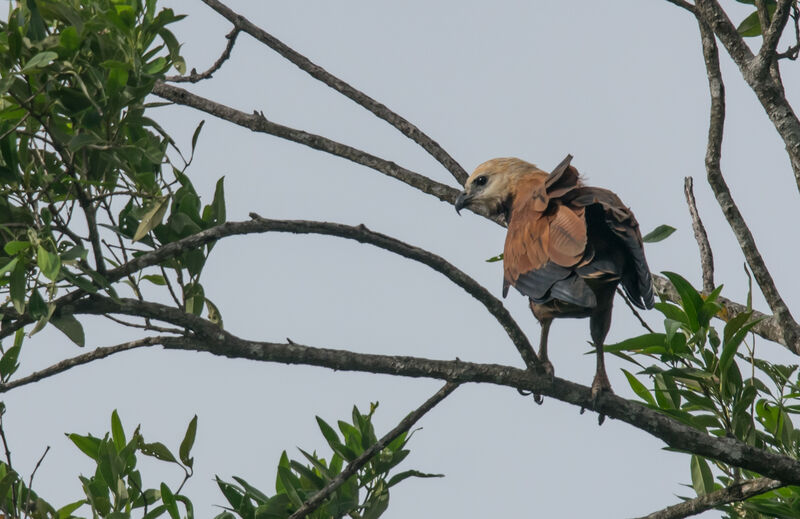 Black-collared Hawk