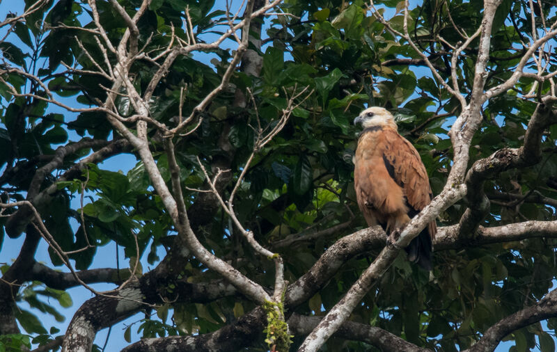 Black-collared Hawk