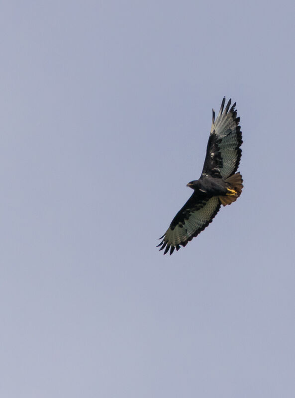 Augur Buzzard