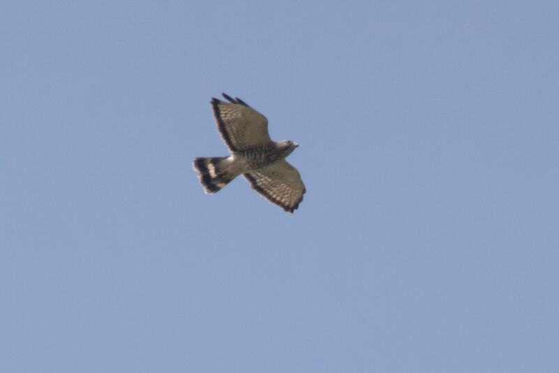 Grey-lined Hawk