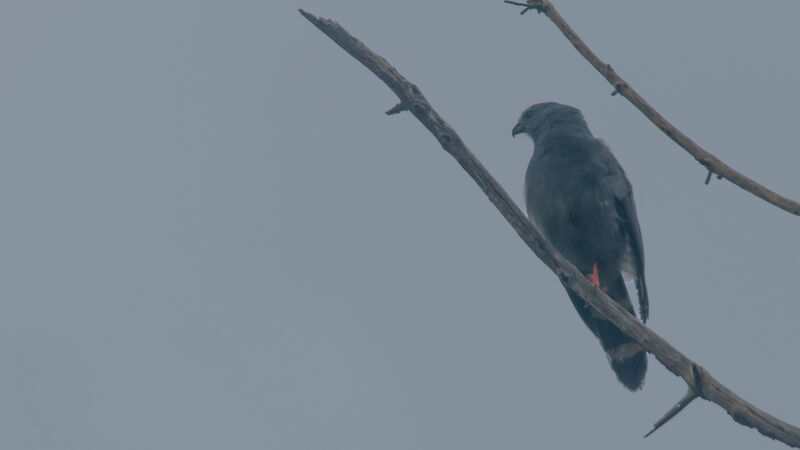 Crane Hawk