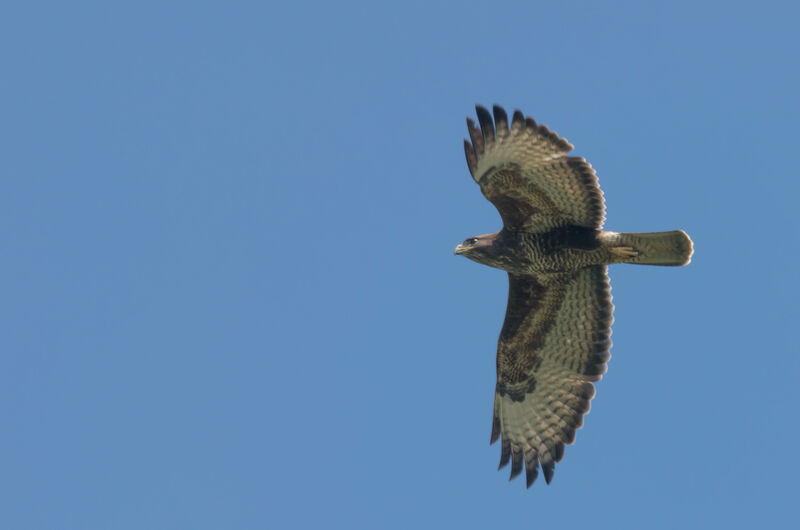 Buse variable