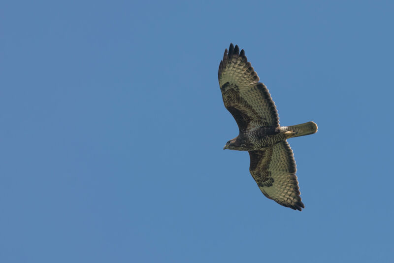 Common Buzzard