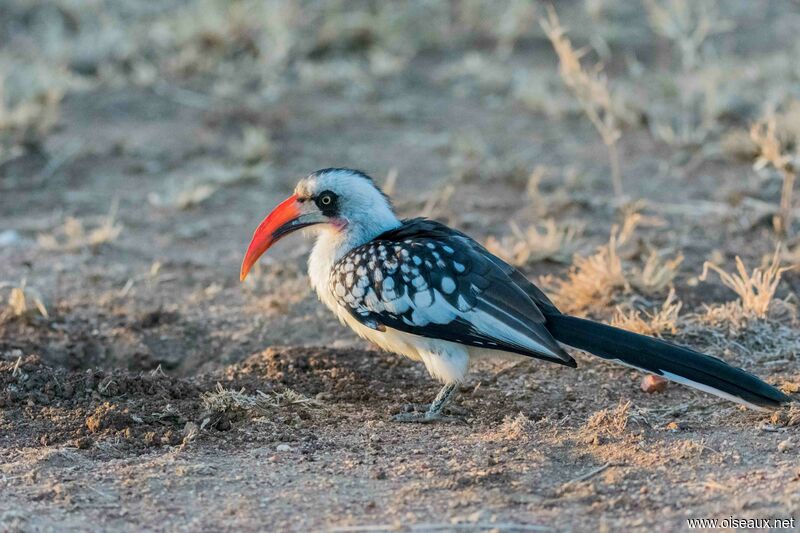 Northern Red-billed Hornbill