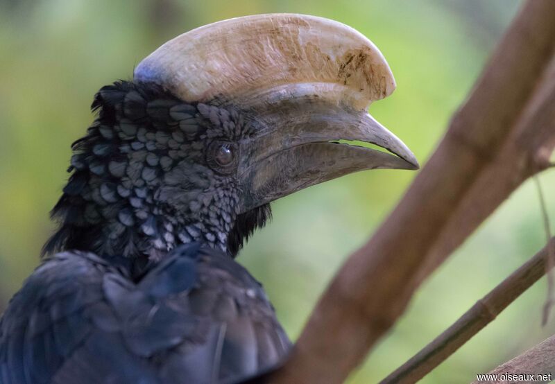 Silvery-cheeked Hornbill