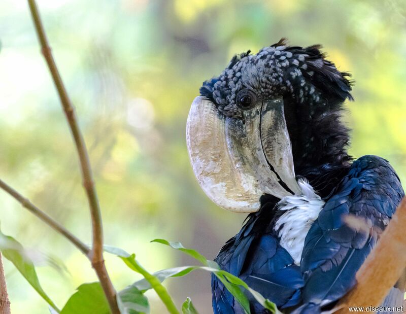 Silvery-cheeked Hornbill