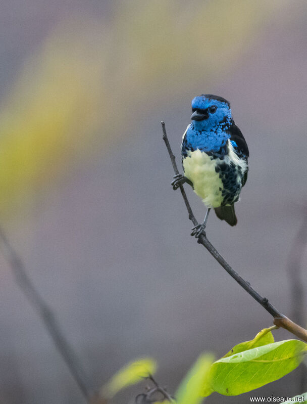 Turquoise Tanager