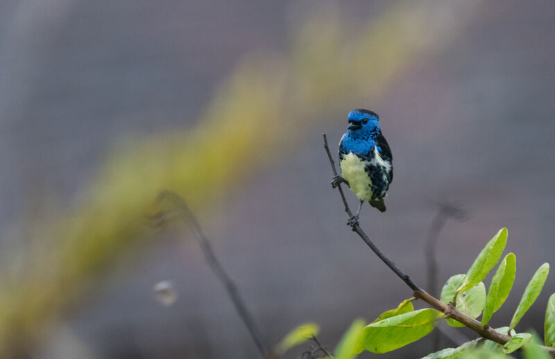 Turquoise Tanager