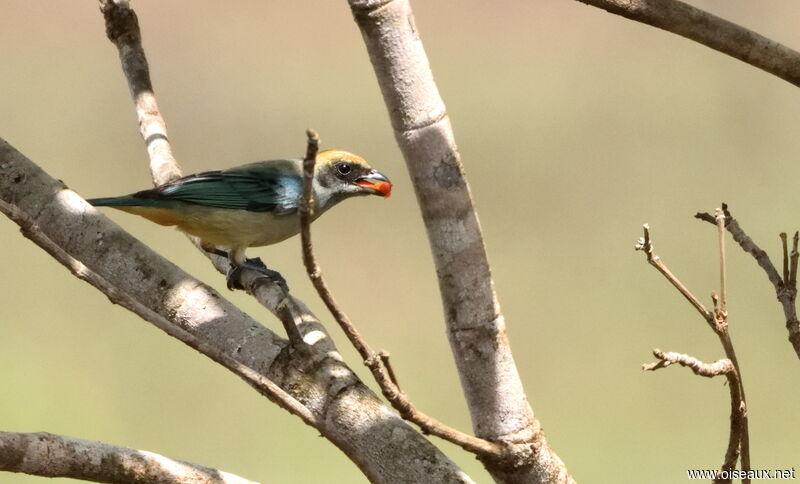 Burnished-buff Tanager