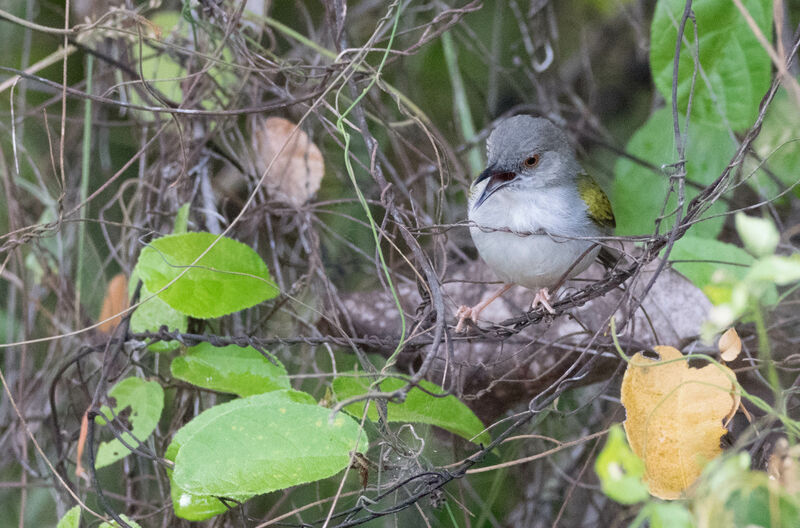 Grey-backed Camaroptera