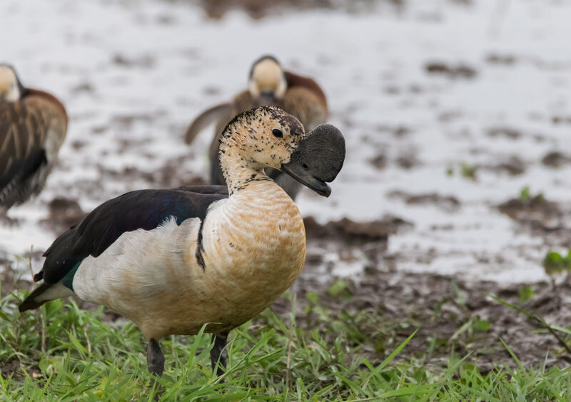 Knob-billed Duck