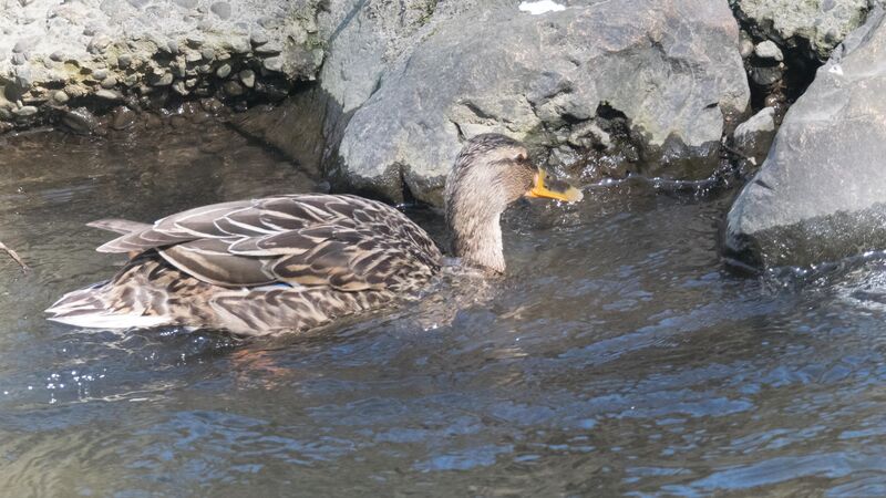 Canard colvert