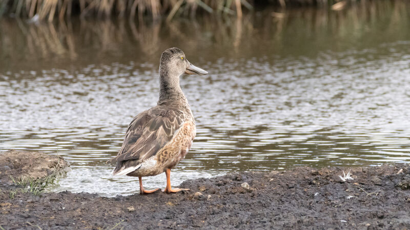 Canard souchet femelle