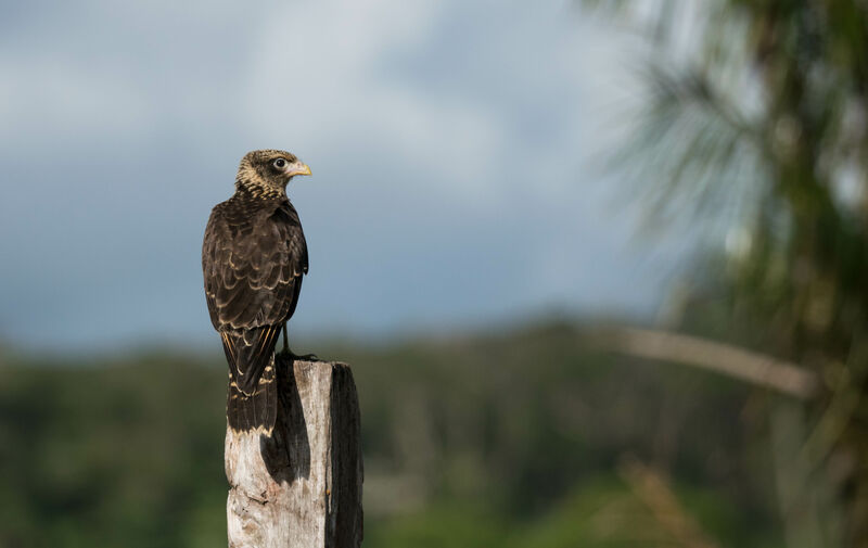 Caracara à tête jauneimmature