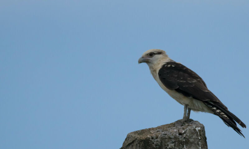 Yellow-headed Caracaraadult