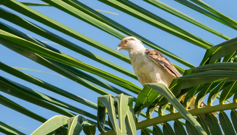 Yellow-headed Caracara