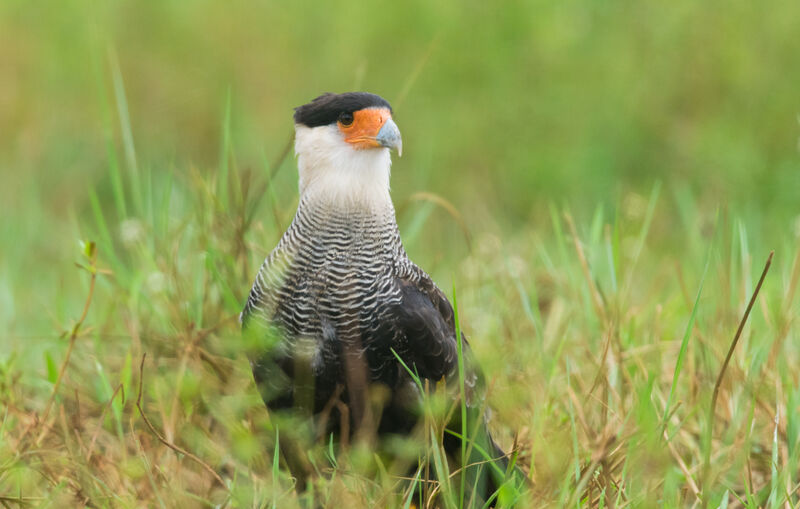 Crested Caracara