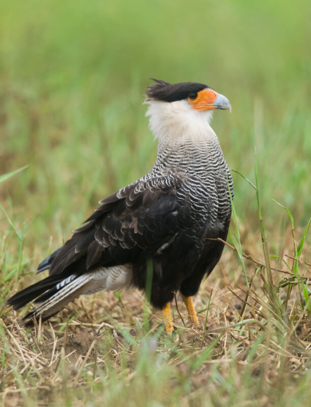 Crested Caracara