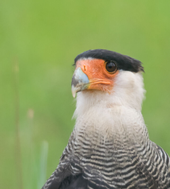 Crested Caracara