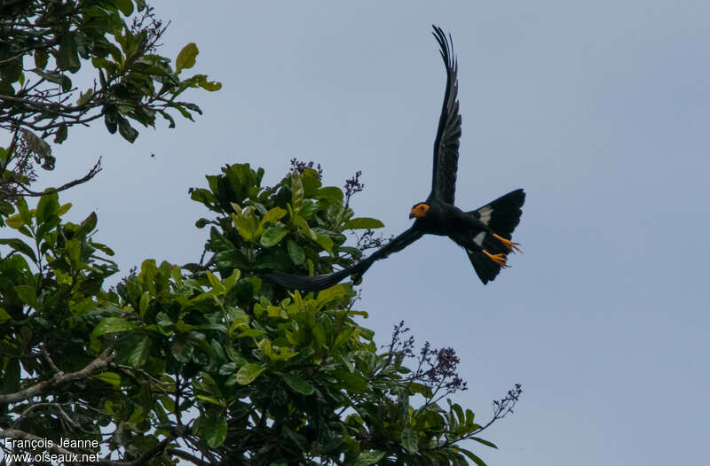 Black Caracaraadult, pigmentation, Flight