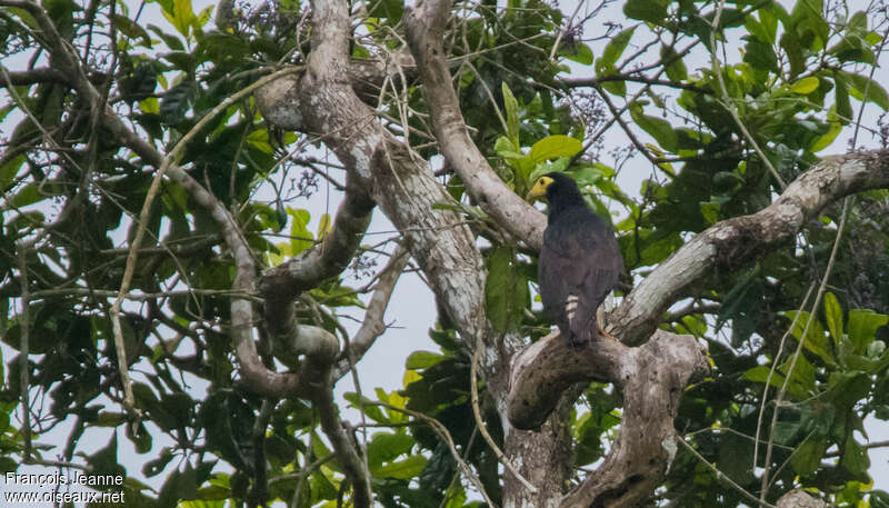 Caracara noirjuvénile, habitat, pigmentation